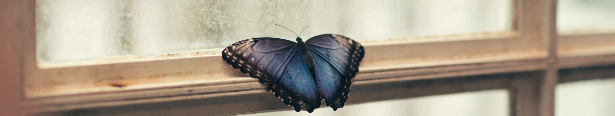 butterfly on window, the power of assumptions, challenging assumptions